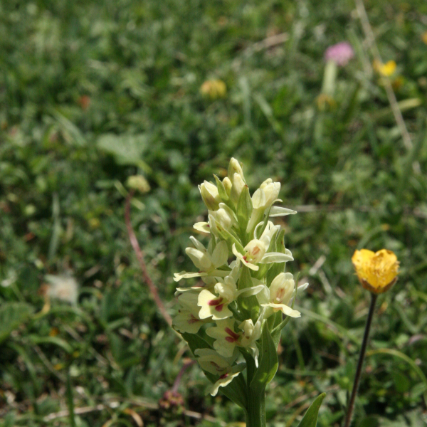 Dactylorhiza insularis bertonii